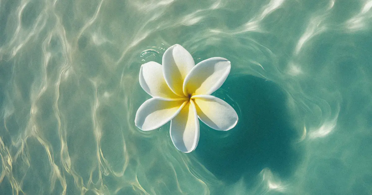 Frangipani flower floating in a tranquil pool, symbolizing harmony and nature.