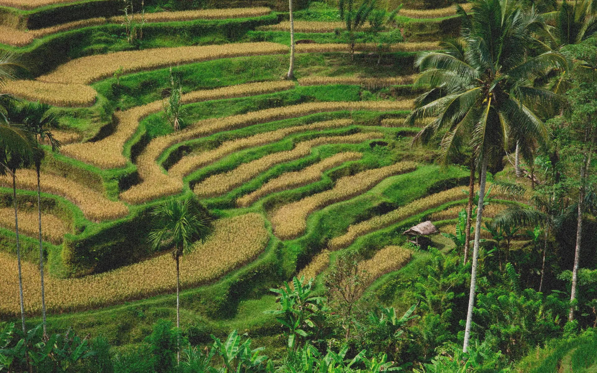 Sprawling green Bali rice terraces with palm trees illustrating land zoning and development considerations