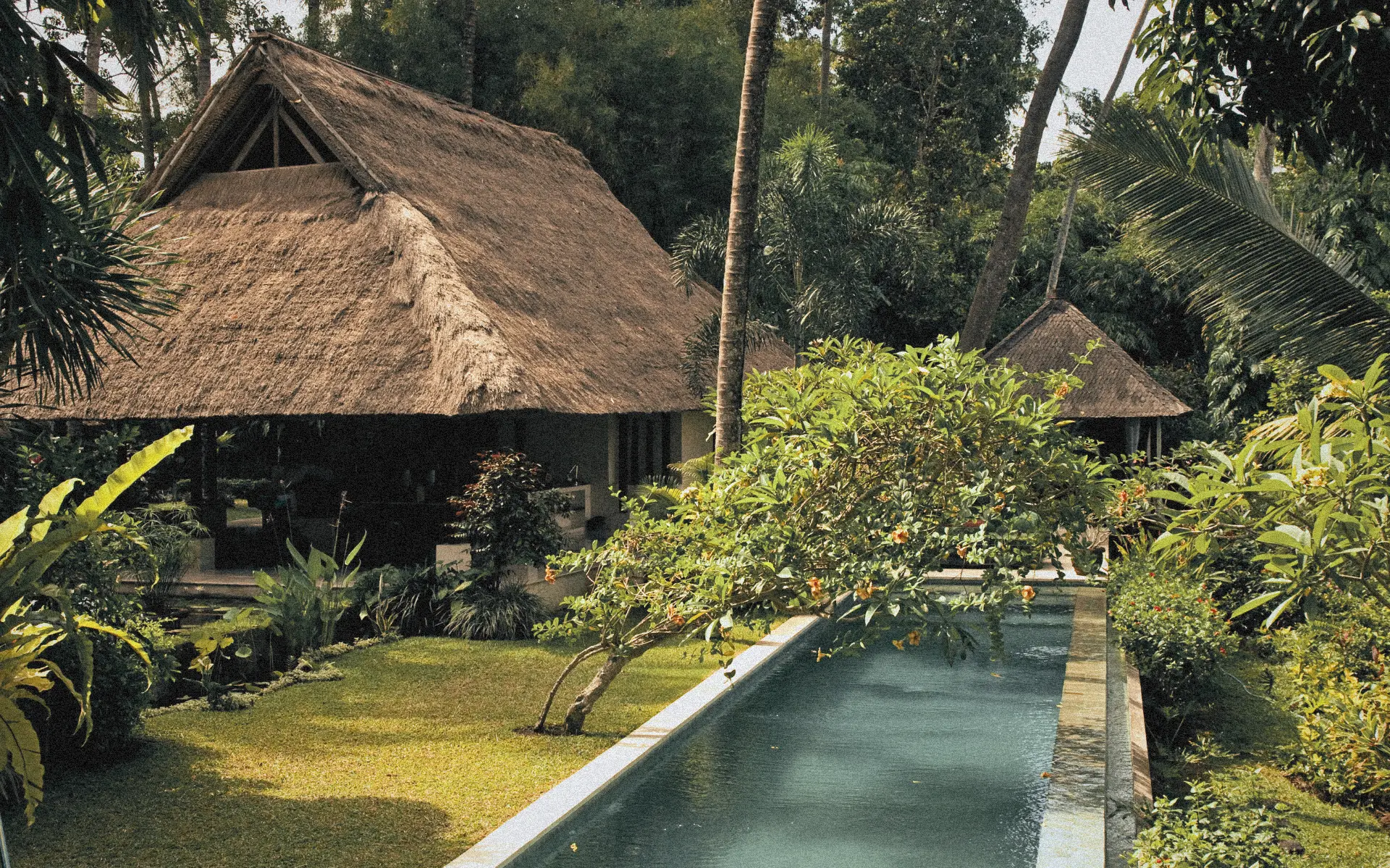 Renovated Bali villa with infinity pool, tropical plants, and a grassy roof surrounded by lush jungle.