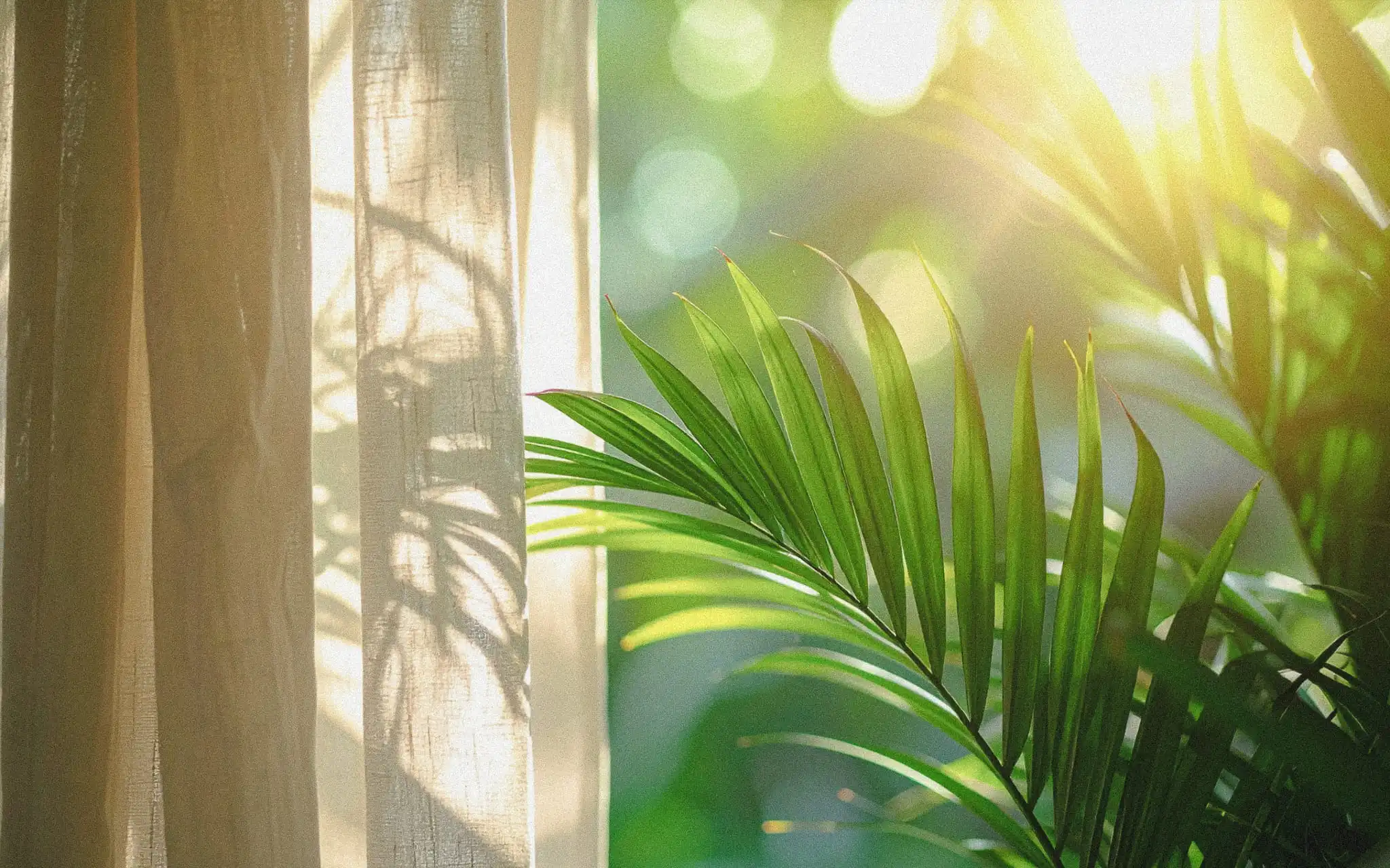 Soft natural light streaming through a window with linen curtains and tropical greenery in a Bali villa