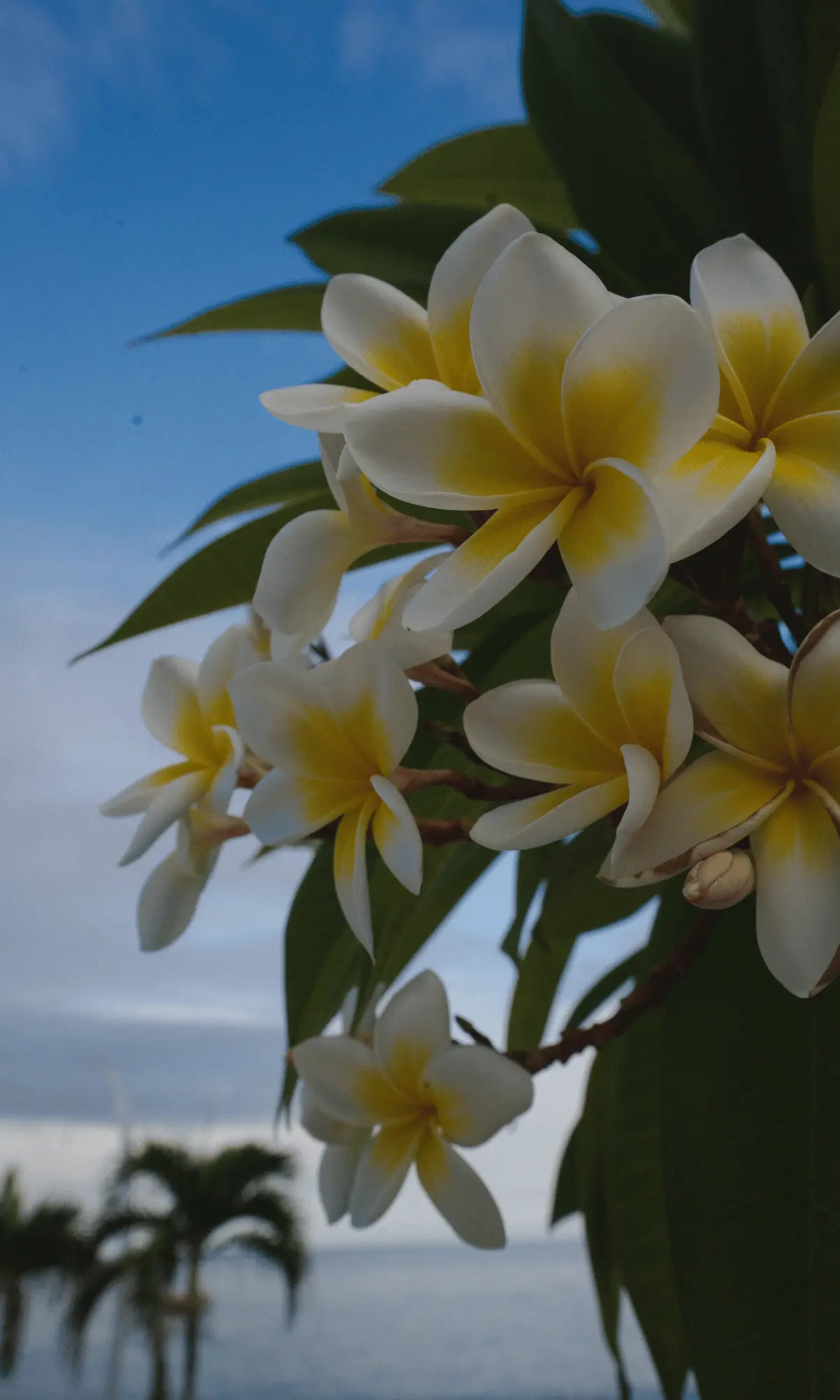 Frangipani flowers overlooking the ocean at Shunyata Villas in Karangasem, East Bali