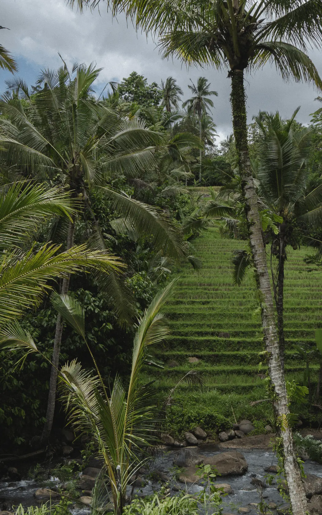 Rice terraces, coconut palms and a river running through a tropical landscape in Bali.