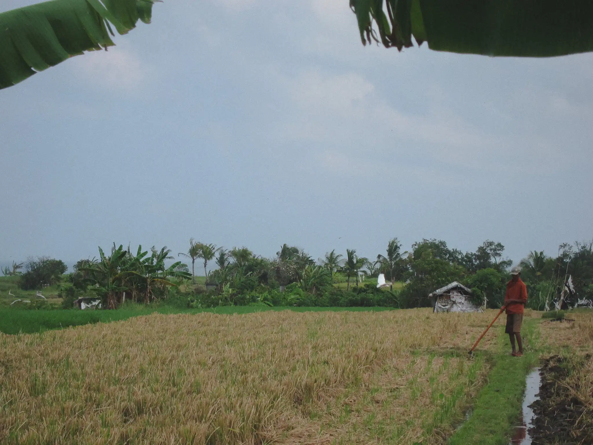 Farmer working beside a harvested rice field in Bali